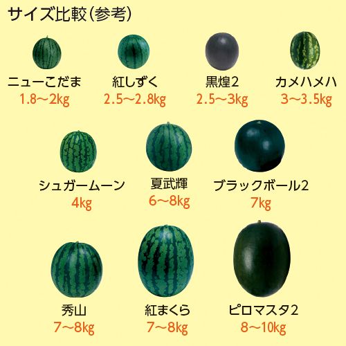 【タキイ種苗】 スイカ 紅しずく 8粒 野菜タネ 種 家庭菜園